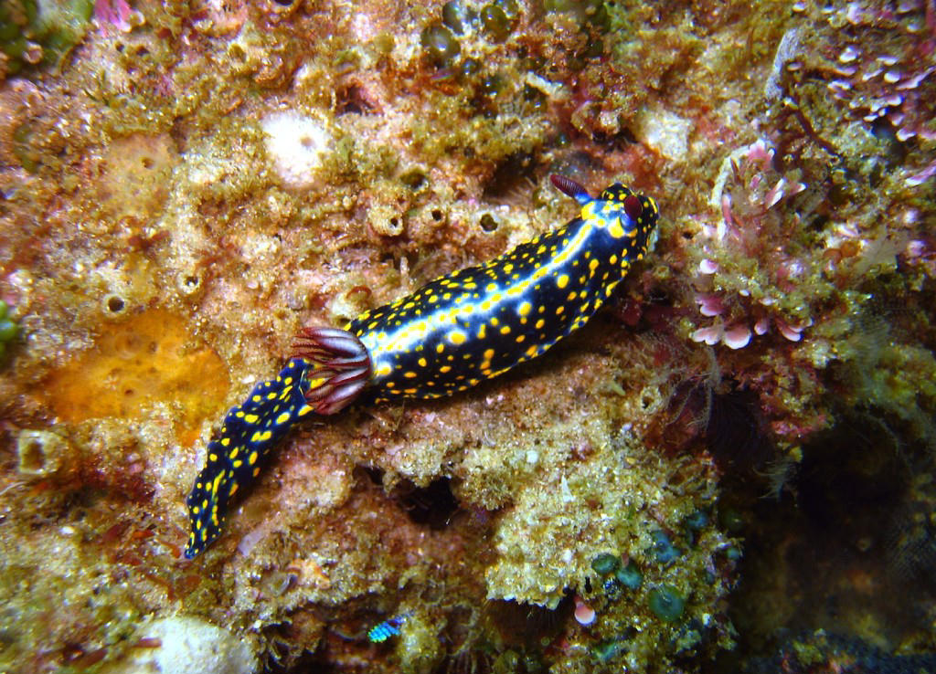 Hypselodoris obscura